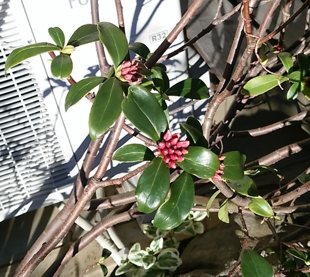 沈丁花 (2).jpg